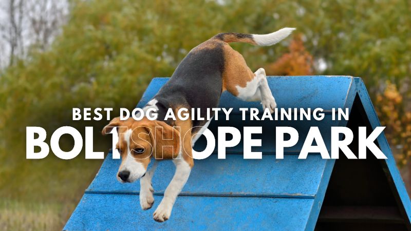Best Dog Agility Training in Boltshope Park