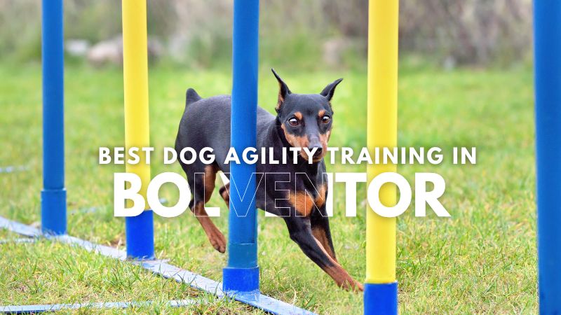 Best Dog Agility Training in Bolventor