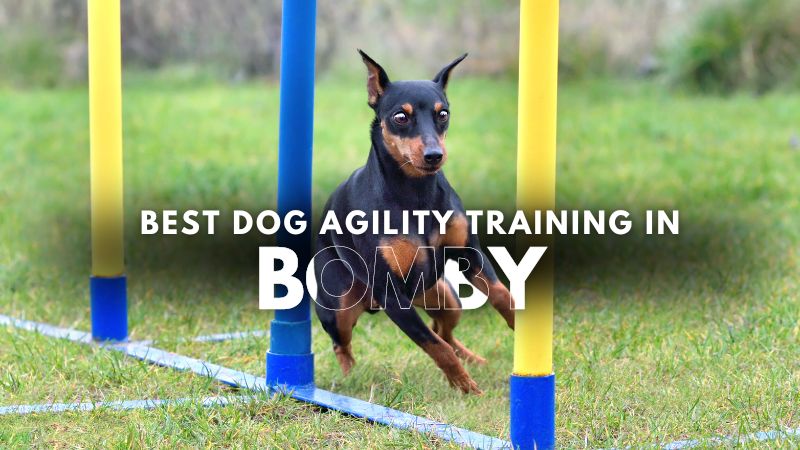 Best Dog Agility Training in Bomby