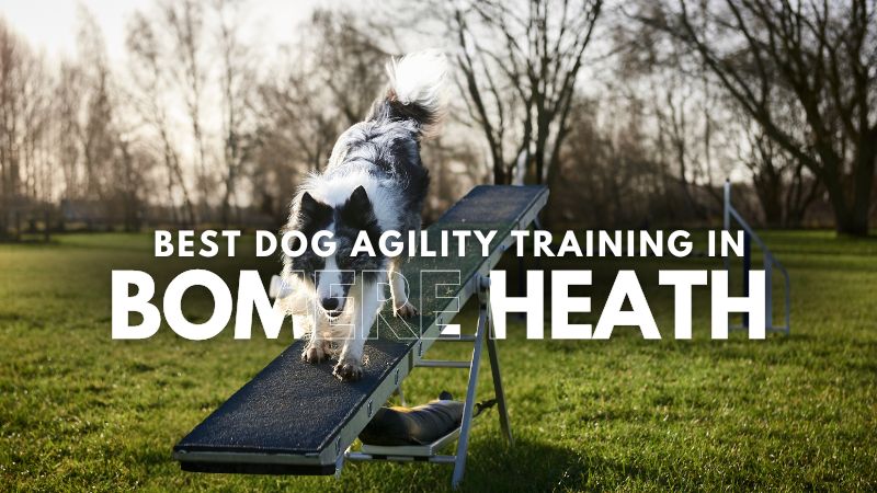 Best Dog Agility Training in Bomere Heath