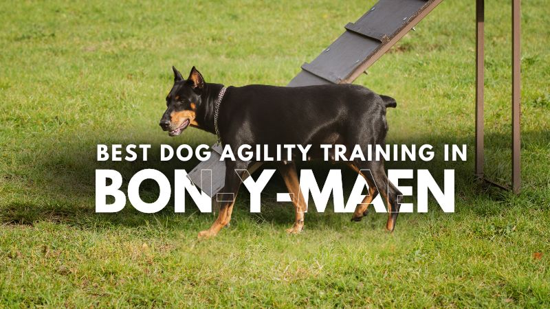Best Dog Agility Training in Bon-y-maen
