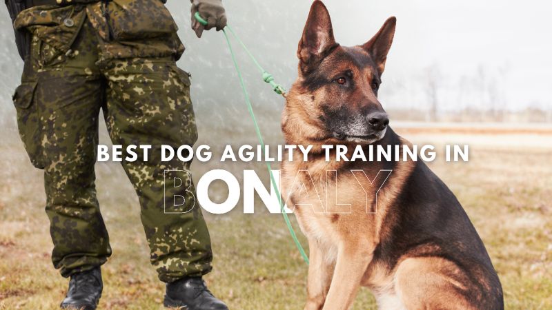 Best Dog Agility Training in Bonaly