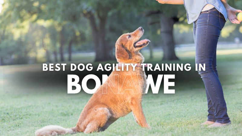 Best Dog Agility Training in Bonawe