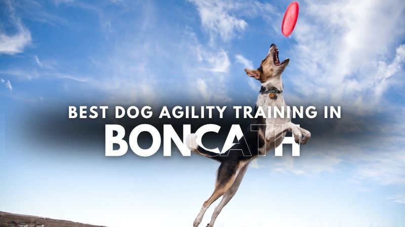 Best Dog Agility Training in Boncath