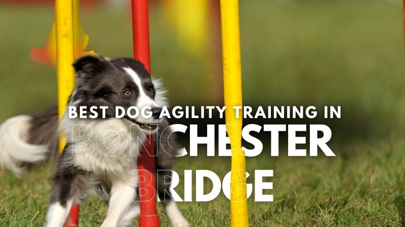 Best Dog Agility Training in Bonchester Bridge