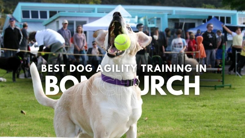 Best Dog Agility Training in Bonchurch
