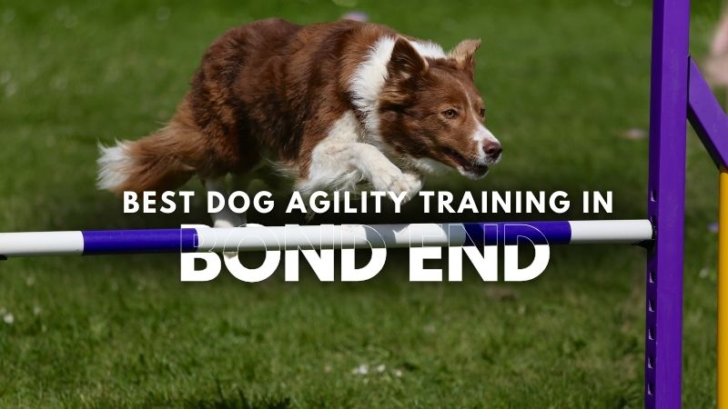 Best Dog Agility Training in Bond End