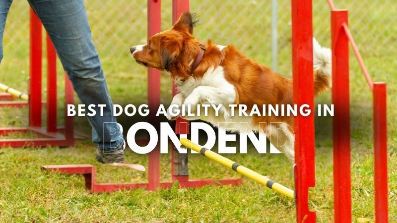 Best Dog Agility Training in Bondend