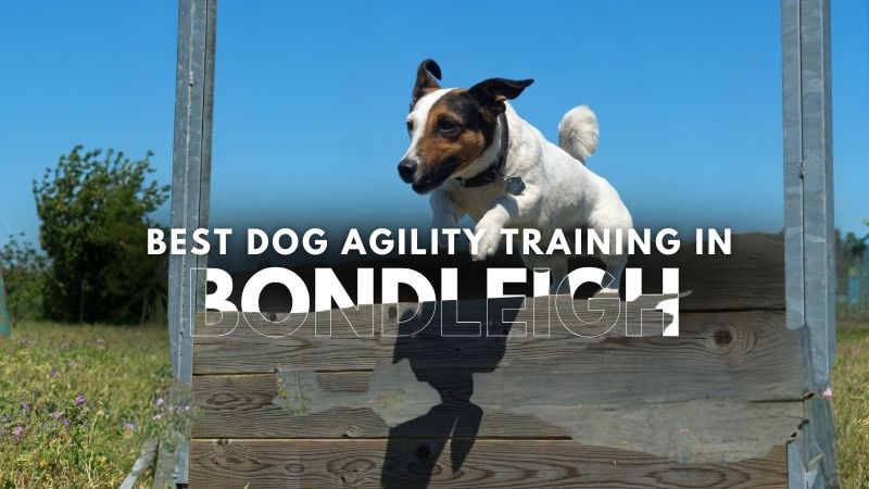 Best Dog Agility Training in Bondleigh