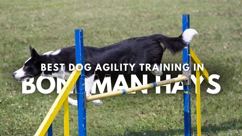 Best Dog Agility Training in Bondman Hays