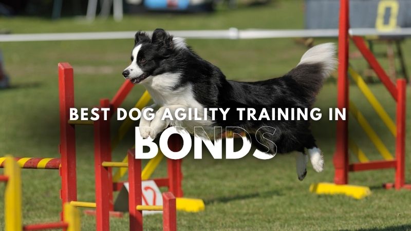 Best Dog Agility Training in Bonds