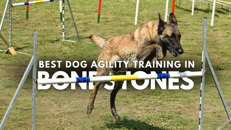 Best Dog Agility Training in Bondstones