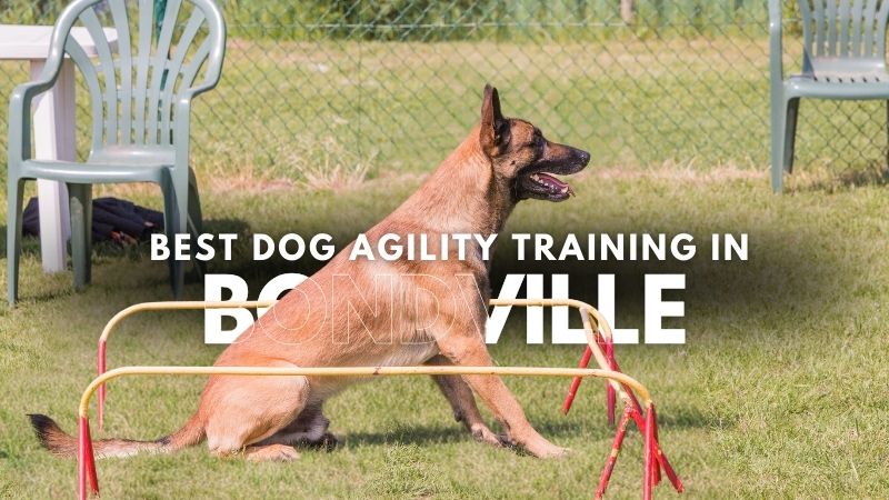 Best Dog Agility Training in Bondville
