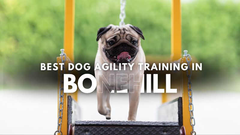 Best Dog Agility Training in Bonehill