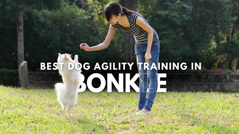 Best Dog Agility Training in Bonkle