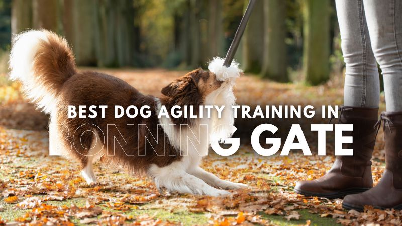 Best Dog Agility Training in Bonning Gate
