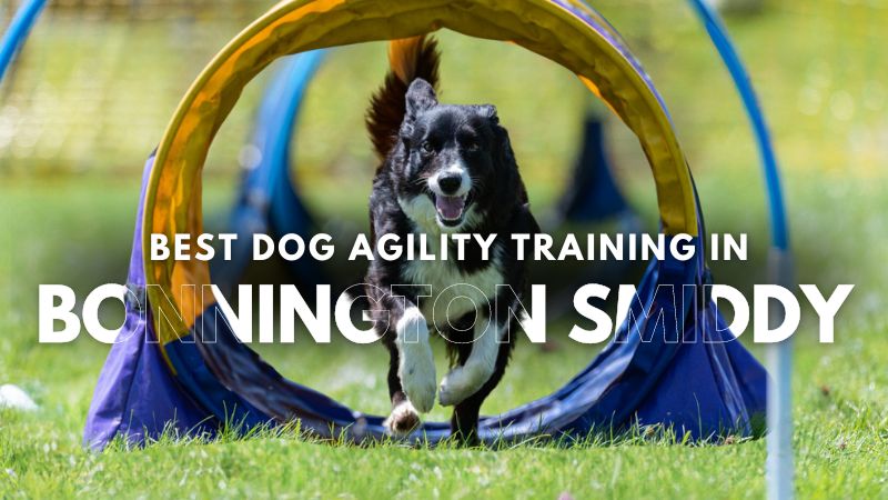 Best Dog Agility Training in Bonnington Smiddy