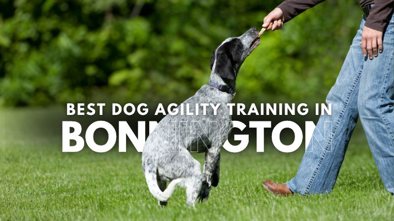 Best Dog Agility Training in Bonnington