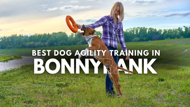 Best Dog Agility Training in Bonnybank