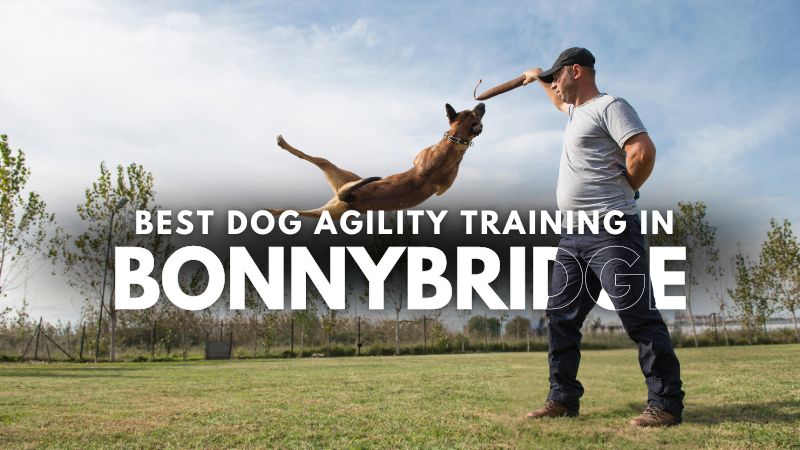 Best Dog Agility Training in Bonnybridge