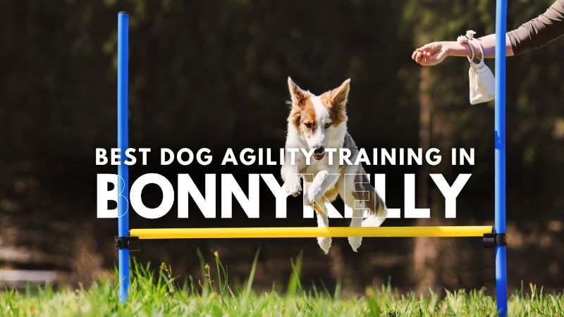 Best Dog Agility Training in Bonnykelly