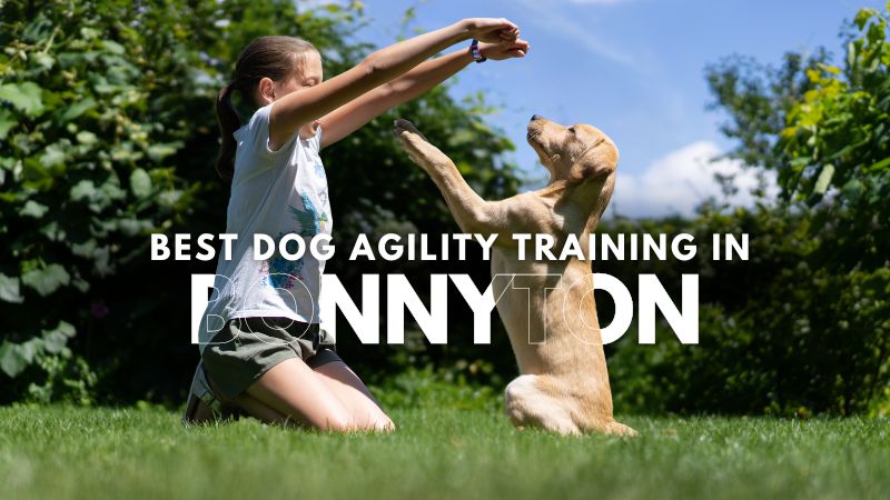 Best Dog Agility Training in Bonnyton