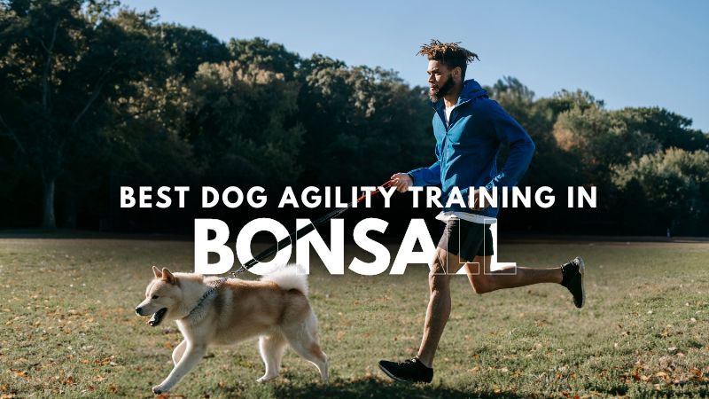Best Dog Agility Training in Bonsall