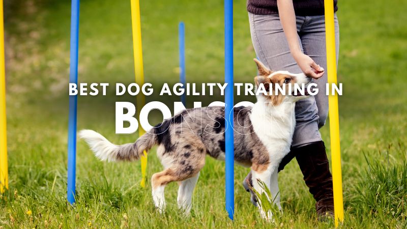 Best Dog Agility Training in Bonson