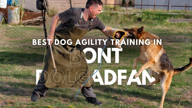 Best Dog Agility Training in Bont Dolgadfan