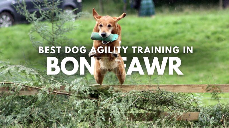 Best Dog Agility Training in Bont Fawr