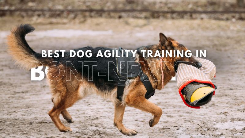 Best Dog Agility Training in Bont-newydd