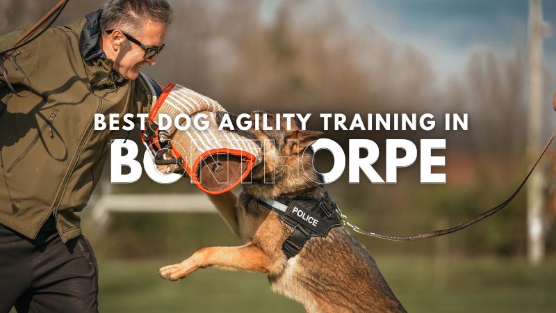 Best Dog Agility Training in Bonthorpe