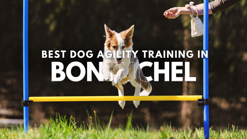 Best Dog Agility Training in Bontuchel