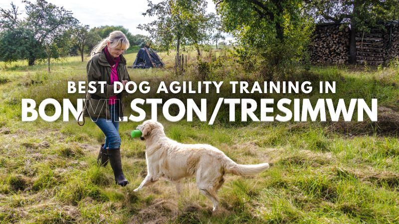 Best Dog Agility Training in Bonvilston_Tresimwn