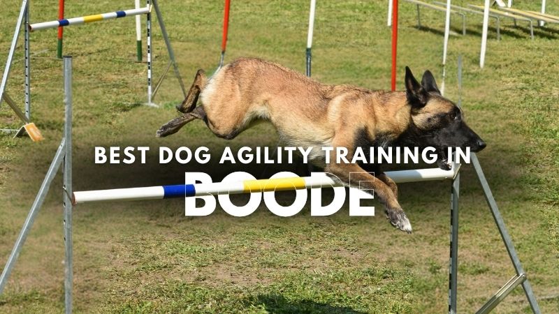 Best Dog Agility Training in Boode