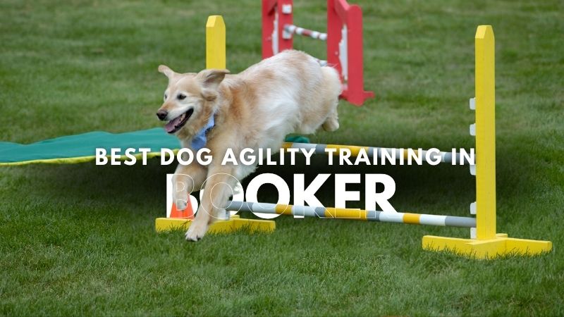 Best Dog Agility Training in Booker