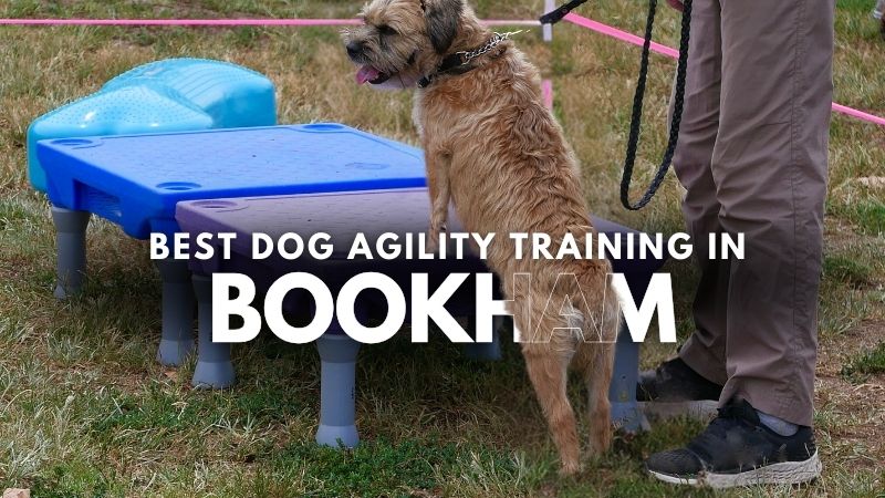 Best Dog Agility Training in Bookham