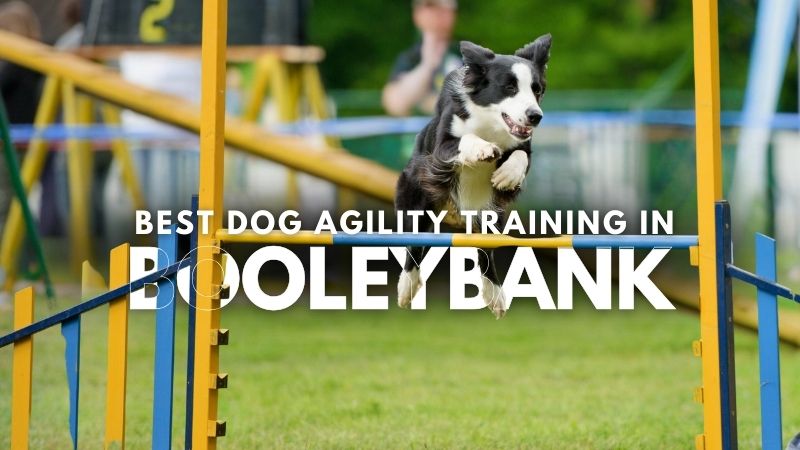 Best Dog Agility Training in Booleybank