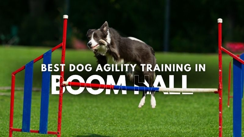 Best Dog Agility Training in Boom Hall