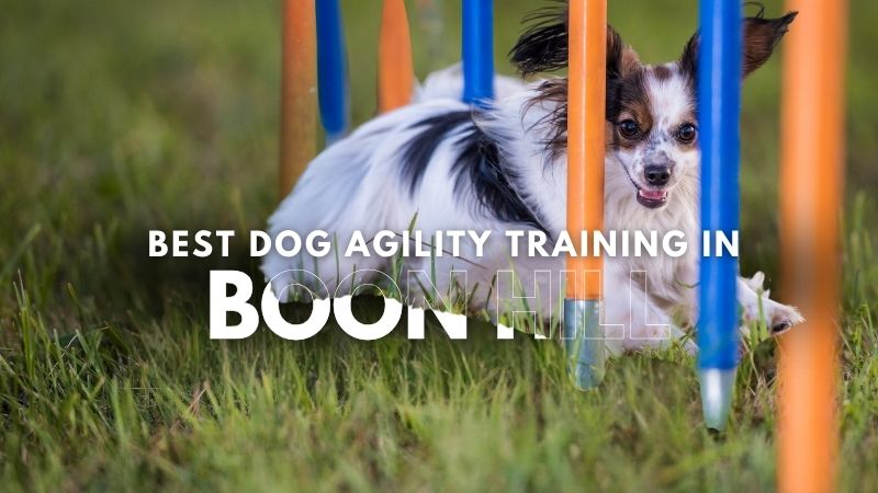 Best Dog Agility Training in Boon Hill