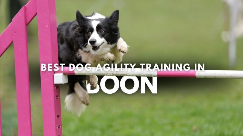 Best Dog Agility Training in Boon