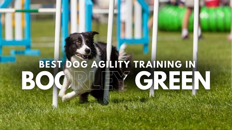 Best Dog Agility Training in Boorley Green
