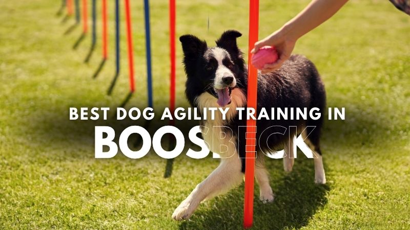 Best Dog Agility Training in Boosbeck