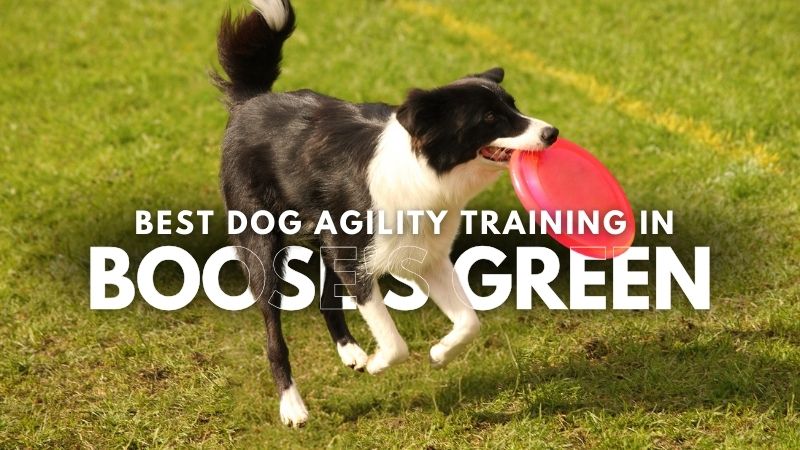 Best Dog Agility Training in Boose's Green