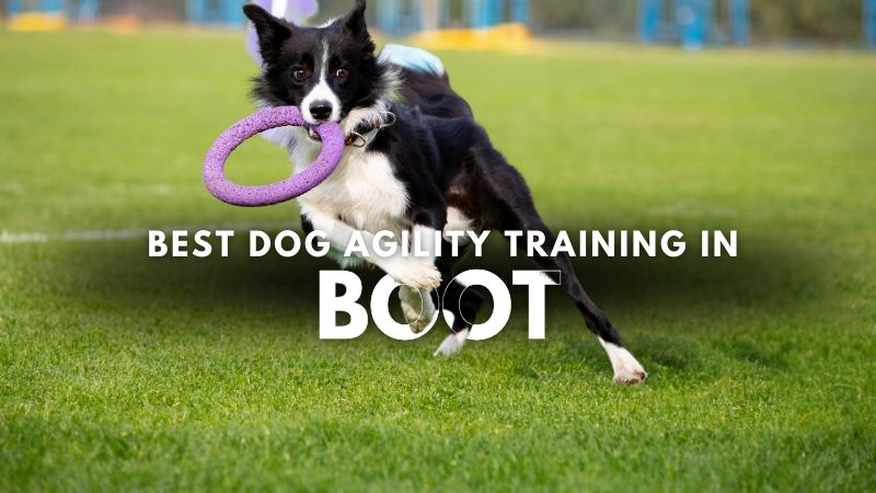 Best Dog Agility Training in Boot