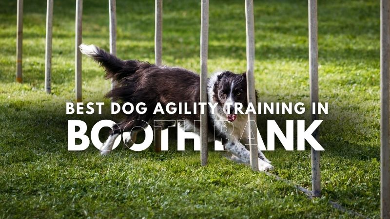 Best Dog Agility Training in Booth Bank