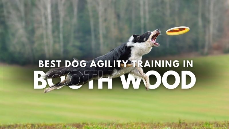 Best Dog Agility Training in Booth Wood