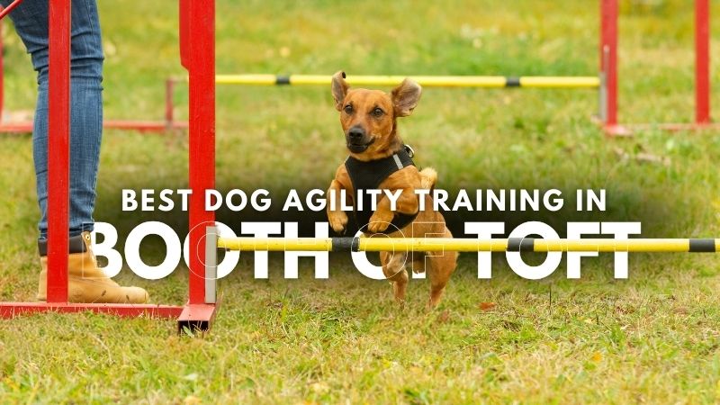 Best Dog Agility Training in Booth of Toft