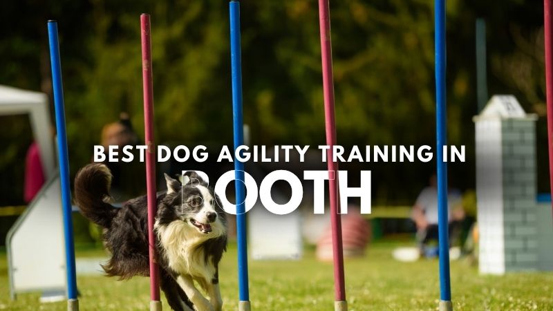 Best Dog Agility Training in Booth