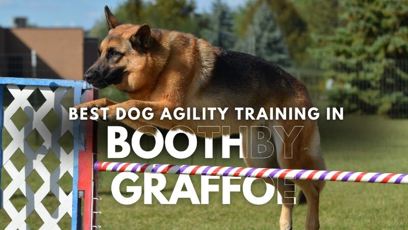 Best Dog Agility Training in Boothby Graffoe